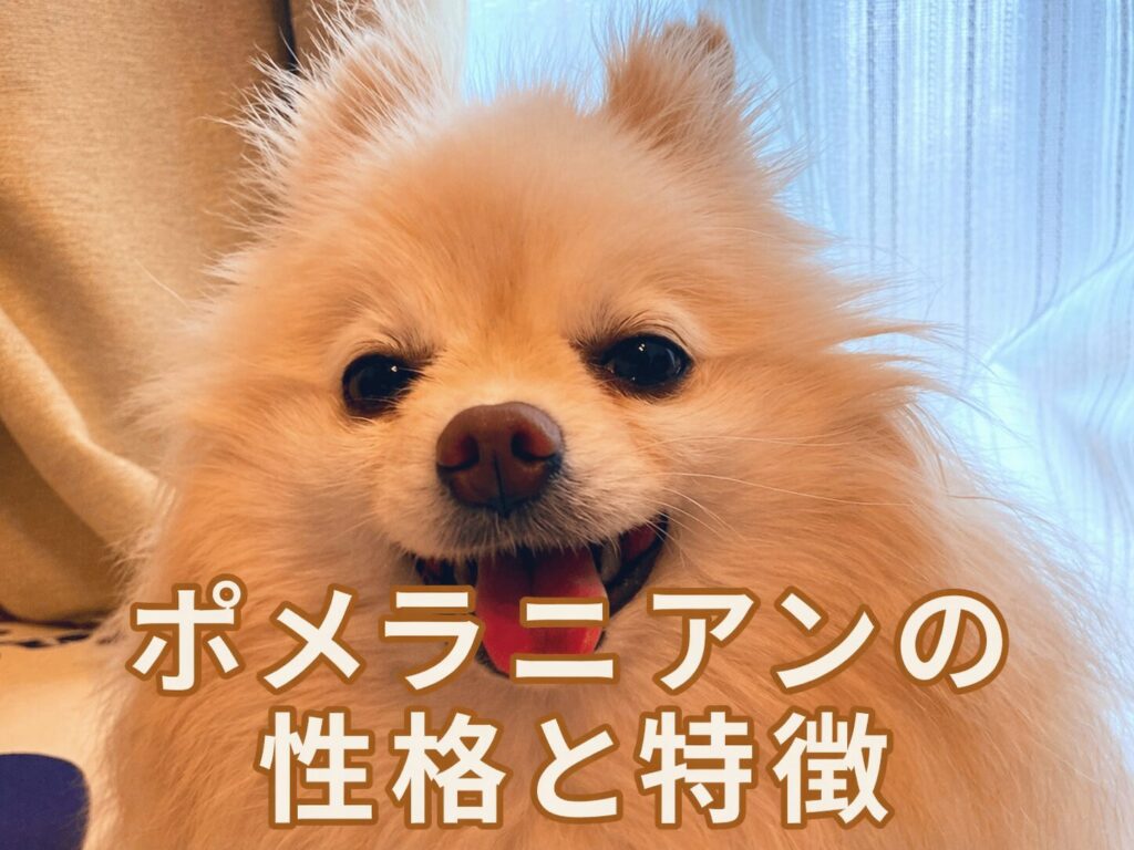 ポメラニアンの性格と特徴は？実際に飼ってわかった飼いやすさ・注意点・費用