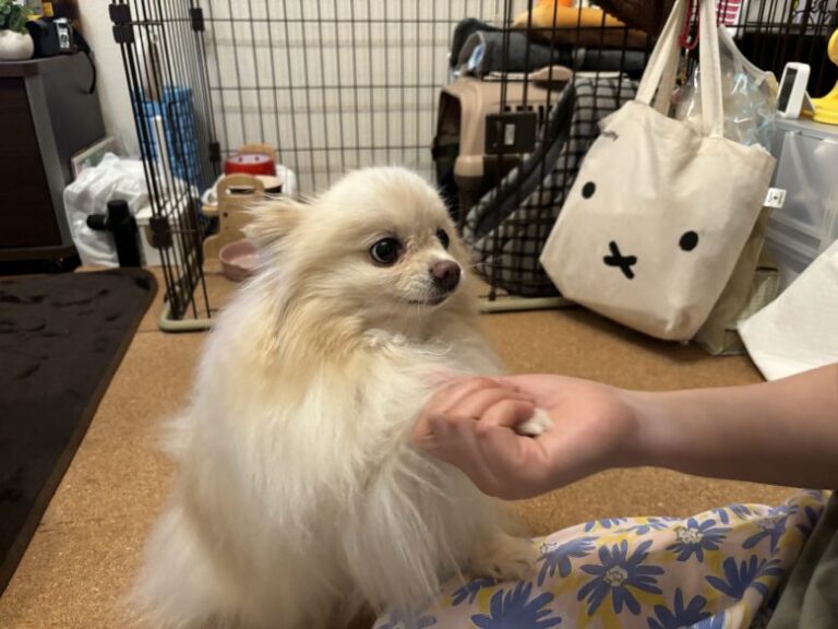【ポメラニアンのキツネ顔とたぬき顔の違い】特徴とタイプの見分け方を徹底解説 - 保護犬ポメラニアンの備忘録ブログ