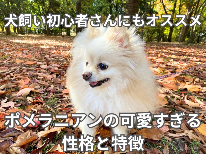 保護犬ポメラニアンの備忘録ブログ