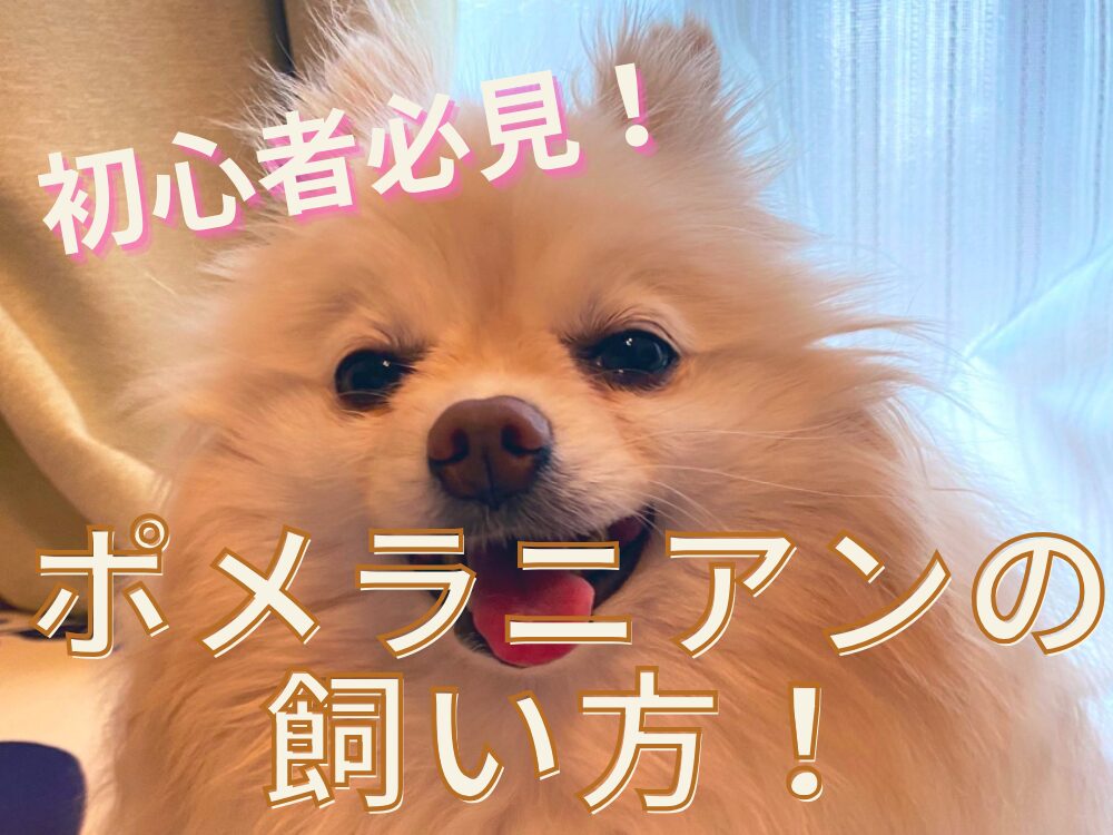 保護犬ポメラニアンの備忘録ブログ