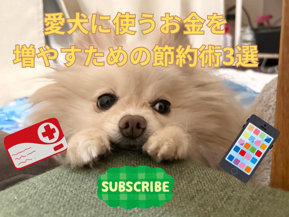 保護犬ポメラニアンの備忘録ブログ